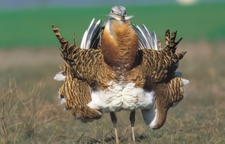 CATÁLOGO ANDALUZ ESPECIES AMENAZADAS