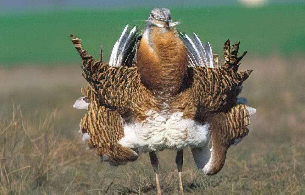 CATÁLOGO ANDALUZ ESPECIES AMENAZADAS