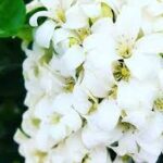 Día del Medio Ambiente- Etimología de nombres de mujer- 4º de Primaria