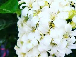 Día del Medio Ambiente- Etimología de nombres de mujer- 4º de Primaria