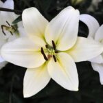 Segundo de Primaria- Día del Medio Ambiente- Etimología de nombres de flores