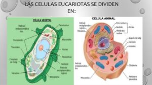 2017-10-17 CURSO 6ºA EPO NATURALES TEMA 1 LOS SERES VIVOS