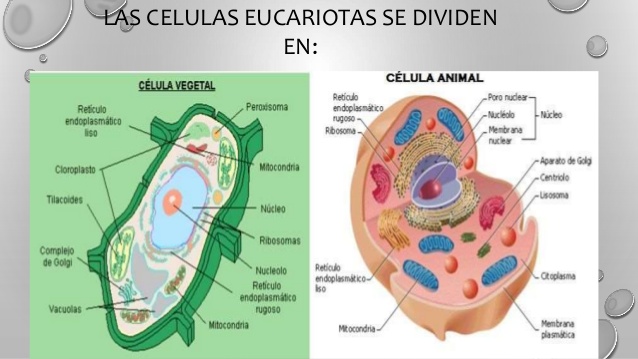 2017-10-17 CURSO 6ºA EPO  NATURALES TEMA  1 LOS SERES VIVOS