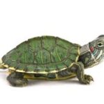 Monográfico Tortugas