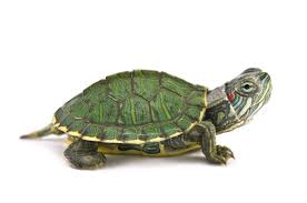 Monográfico Tortugas