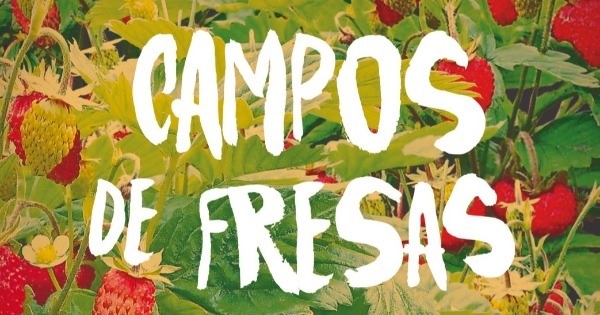 CAMPOS DE FRESAS