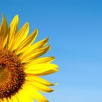 ¿Cuál es tu canción favorita?