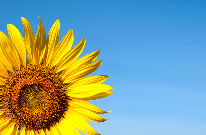 ¿Cuál es tu canción favorita?