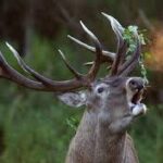 Cuentos del ciervo de Sierra de Segura