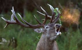 Cuentos del ciervo de Sierra de Segura