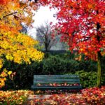 El color del otoño.