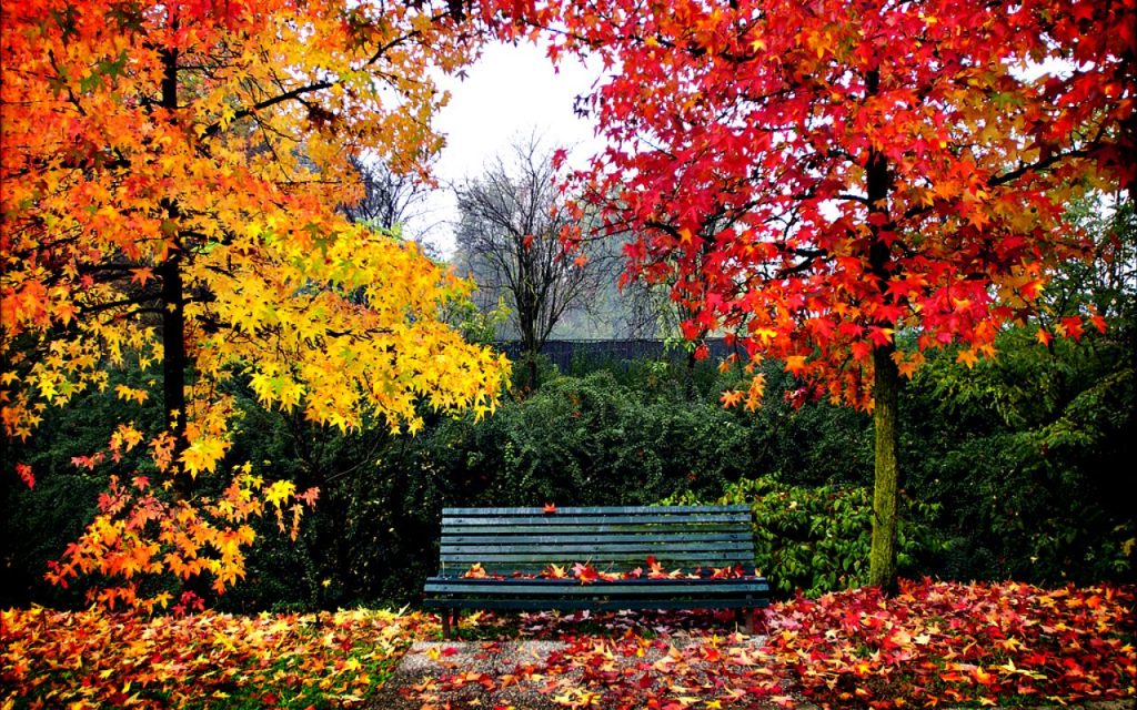 El color del otoño.