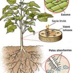 La nutrición de las plantas. Ideas esenciales.