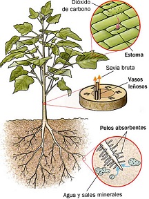 La nutrición de las plantas. Ideas esenciales.