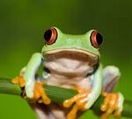 Curiosidades sobre el mundo  animal.