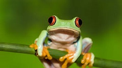 Curiosidades sobre el mundo  animal.