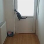 Cuento del gato travieso