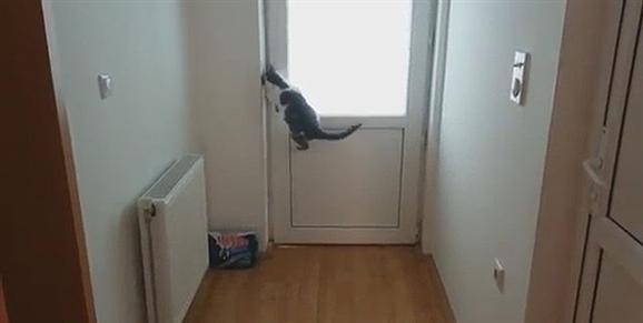 Cuento del gato travieso