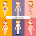 EL CUERPO HUMANO