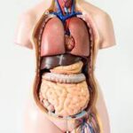 "The five communication" 5th A "The digestive system"