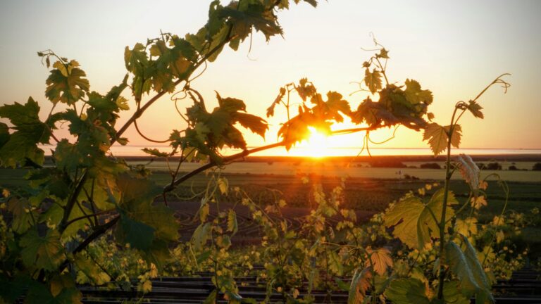 El sector primario. Los paisajes agrarios.