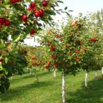 Cuento del medio ambiente