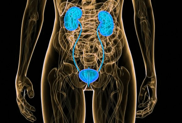 "News10" 5th B The Excretory System.