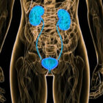 Underground Radio Station 5th A The Excretory System