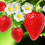LAS FRESAS