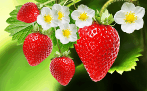 LAS FRESAS