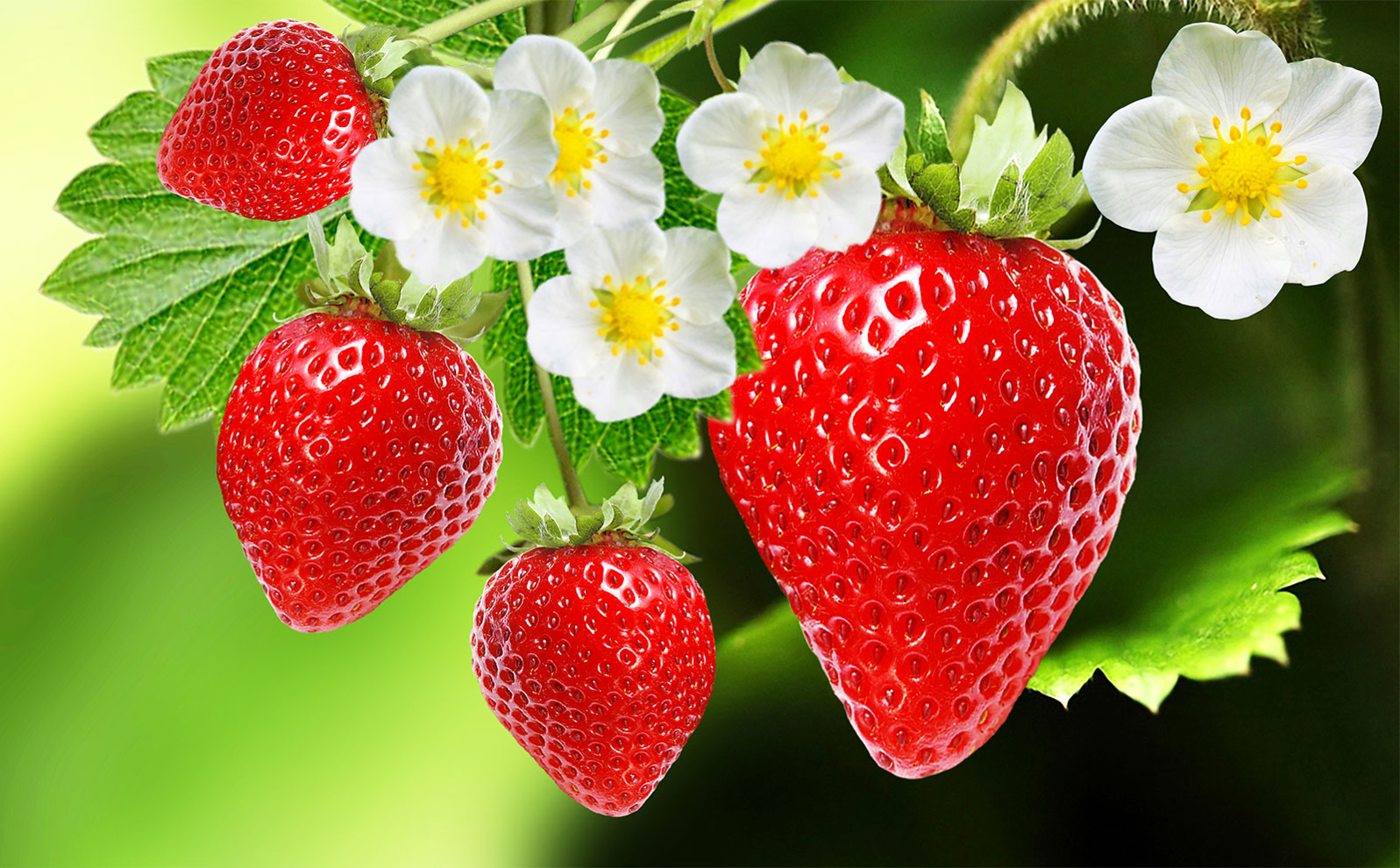 LAS FRESAS