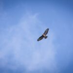 El primer vuelo
