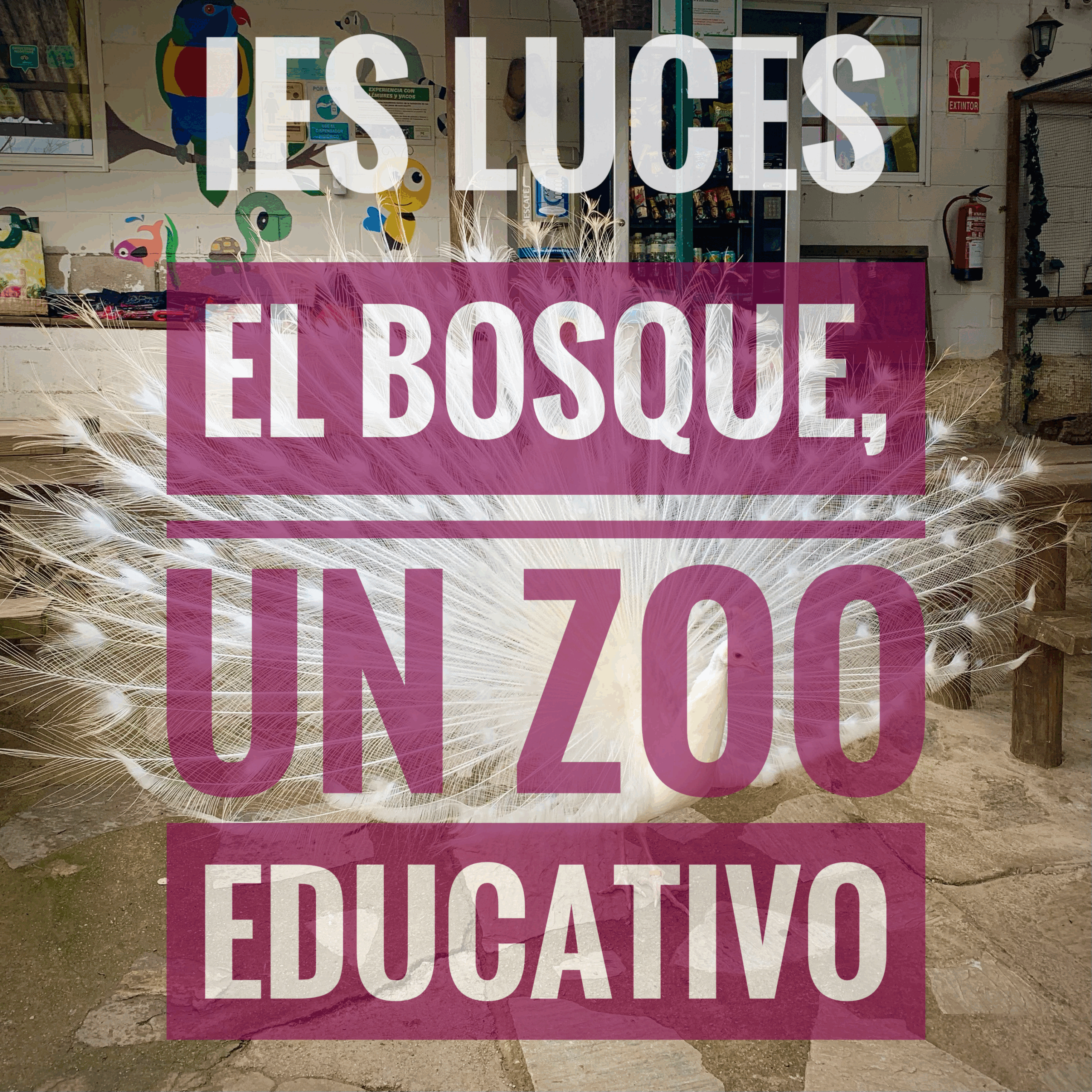 EL BOSQUE