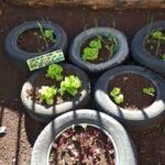 LA BIODIVERSIDAD DE MI HUERTO