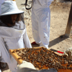 Las abejas EI 4 años