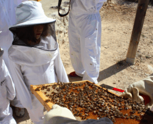 Las abejas EI 4 años