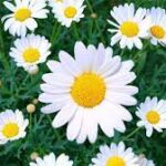 DÍA DEL MEDIO AMBIENTE. ETIMOLOGÍA DE LAS FLORES.