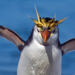 El pingüino mágico y el camping del amor