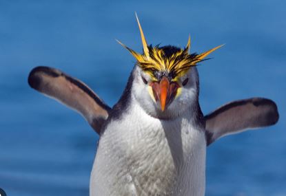 El pingüino mágico y el camping del amor