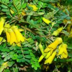 Plantas andaluzas en extinción