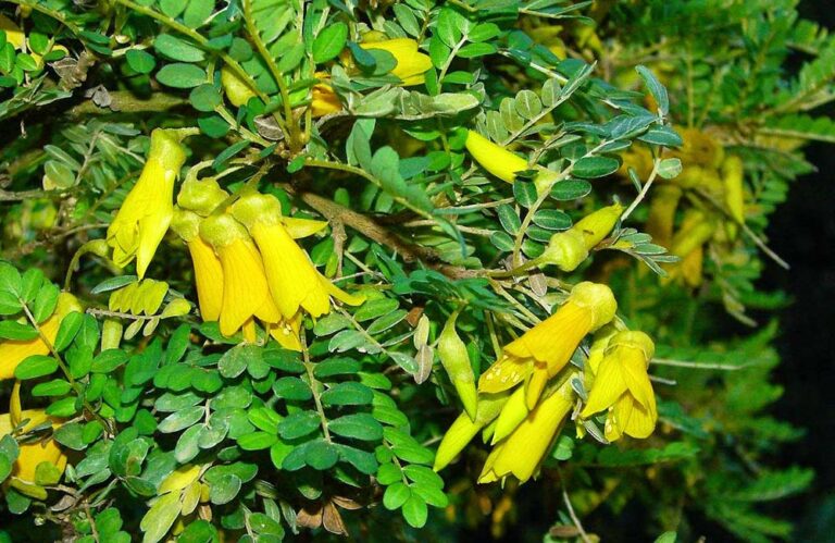 Plantas andaluzas en extinción