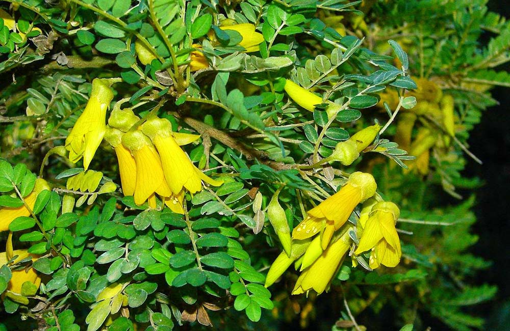 Plantas andaluzas en extinción