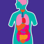 Escuchar podcast Exploradores del Cuerpo Humano