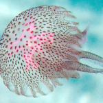 Escuchar podcast Curiosidad natural animales marinos