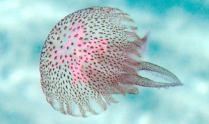 Escuchar podcast Curiosidad natural animales marinos