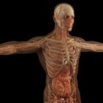 Escuchar podcast Primundo Luna: El cuerpo humano