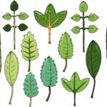 Escuchar podcast El Reino de las plantas